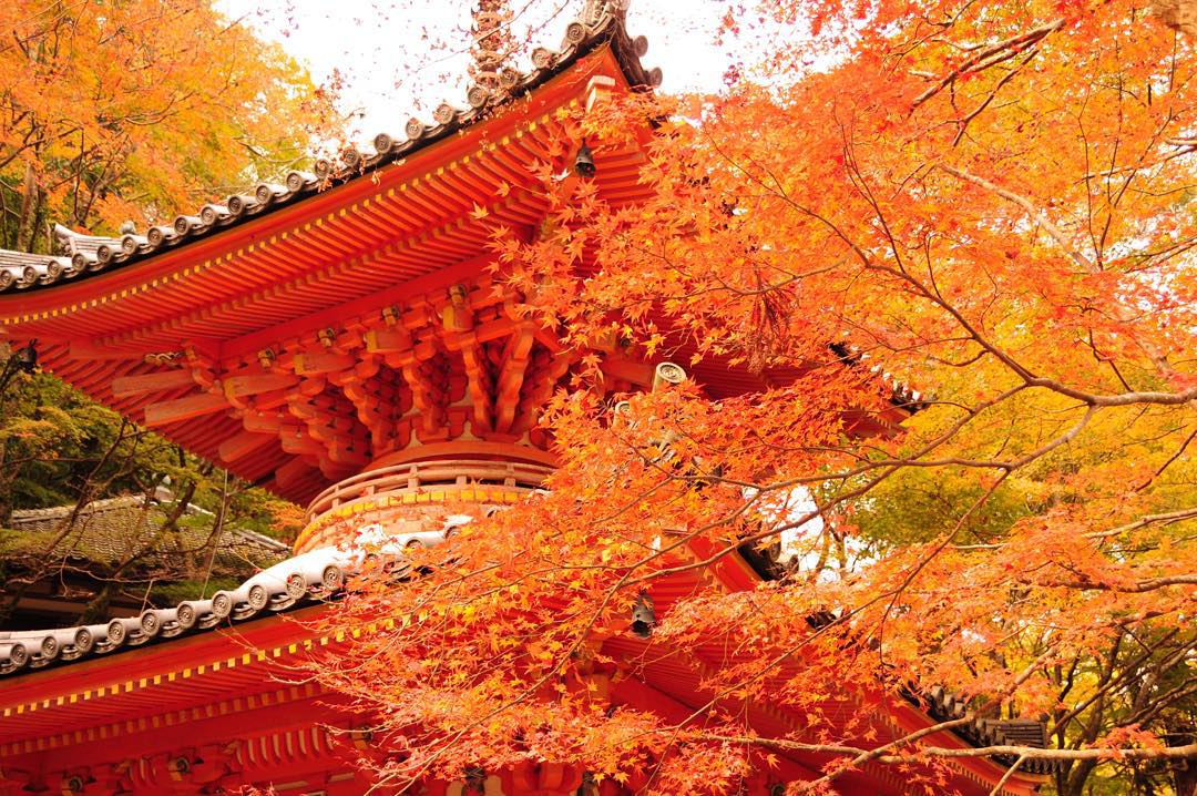 Lịch Ngắm Lá Đỏ Ở Nhật Bản 2018