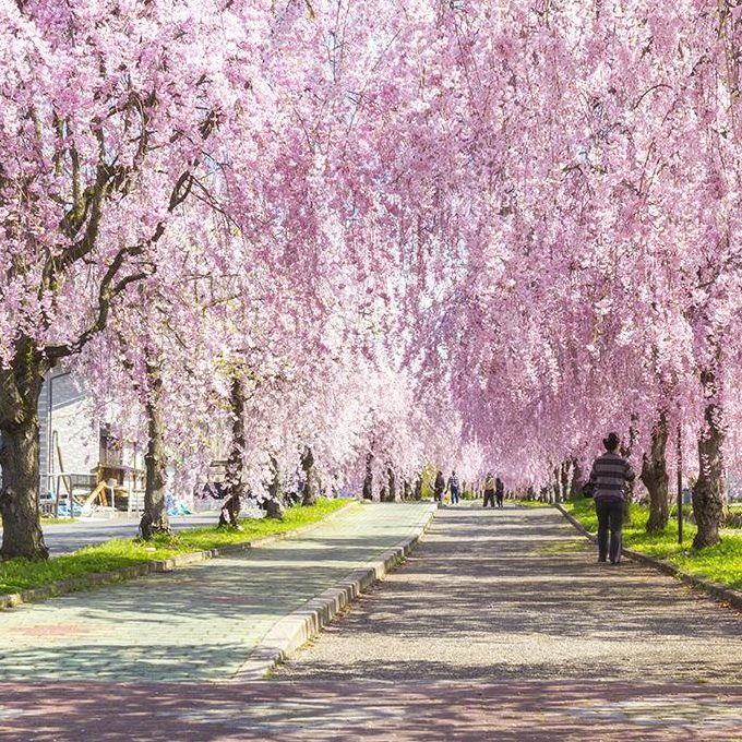 NHỮNG ĐỊA ĐIỂM TUYỆT VỜI ĐỂ KHÁM PHÁ MÙA HOA ANH ĐÀO NHẬT BẢN 2019